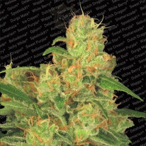 PARADISE SEEDS - Auto Acid