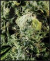 GREEN HOUSE SEEDS - Arjan's Haze #3