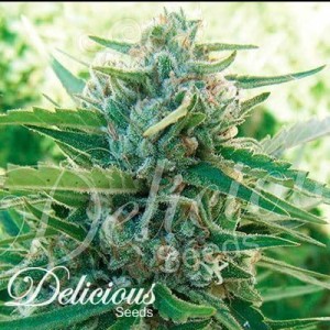 DELICIOUS SEEDS - Sugar Black Rose F1 Fast Version