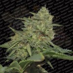 PARADISE SEEDS - Original Cheese (IBL)