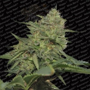 PARADISE SEEDS - Original Cheese (IBL)