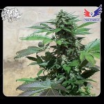 POSITRONICS - Blue Rhino
