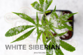 DINAFEM - White Siberian