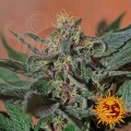 BARNEY’S FARM - Ayahuasca Purple