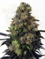 RIPPER SEEDS - Acid Dough