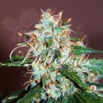 DELICOUS SEEDS - Critical Neville Haze