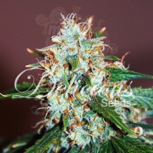 DELICOUS SEEDS - Critical Neville Haze