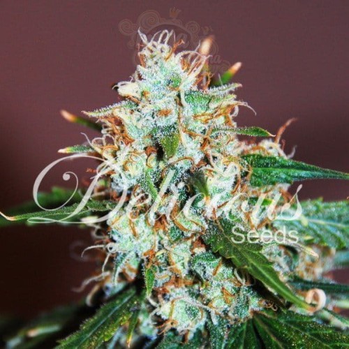 DELICOUS SEEDS - Critical Neville Haze