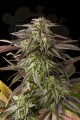 DINAFEM - Blue Cheese