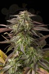 DINAFEM - Blue Cheese