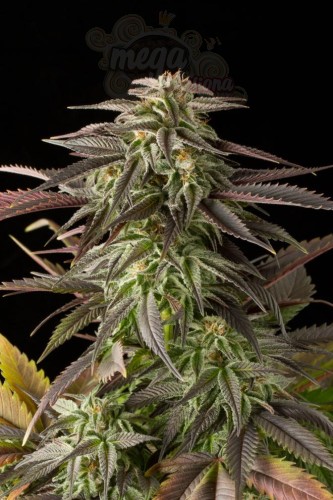 DINAFEM - Blue Cheese