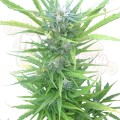 ROYAL QUEEN SEEDS - Northern Light Automatic®