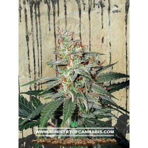 MINISTRY OF CANNABIS - Carnival