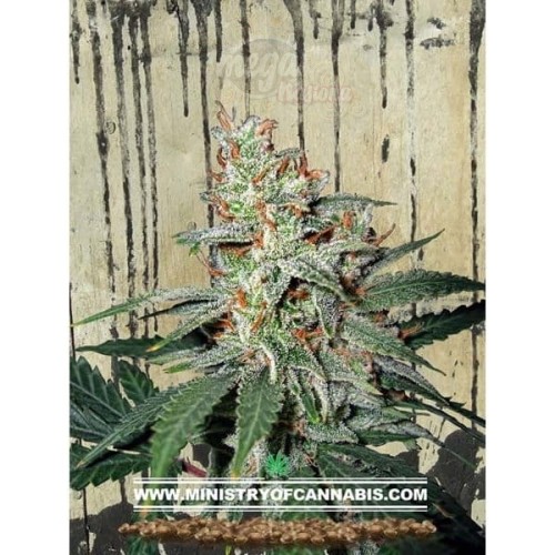 MINISTRY OF CANNABIS - Carnival