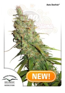 DUTCH PASSION - Auto Desfran