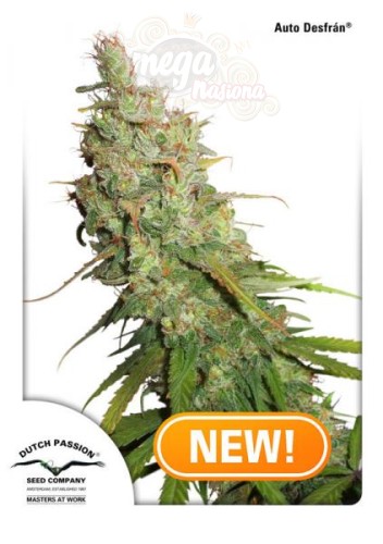 DUTCH PASSION - Auto Desfran