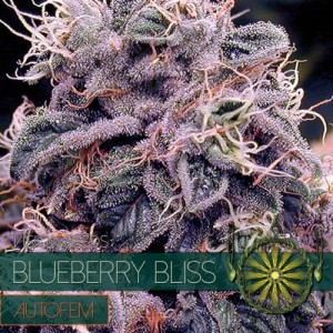 Vision Seeds - Blueberry Bliss Auto