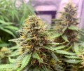 Gorilla Glue Auto
