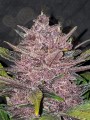 FASTBUDS - Blackberry Auto