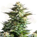 ROYAL QUEEN SEEDS - Amnesia Haze®