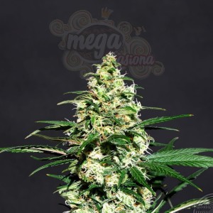 KANNABIA SEED - Amnesi-K Lemon
