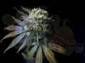 DINAFEM - Dinamed CBD