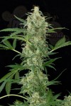 DINAFEM - Cheese Autoflowering
