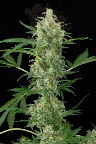 DINAFEM - Cheese Autoflowering