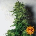 BARNEY’S FARM - LSD