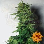 BARNEY’S FARM - LSD