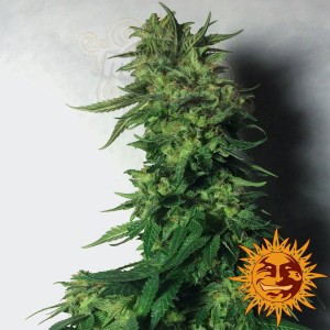 BARNEY’S FARM - LSD