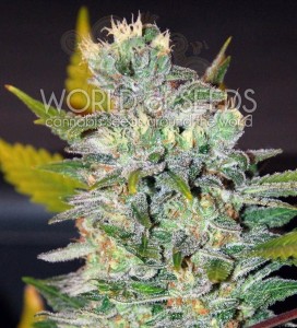 WORLD OF SEEDS - Space