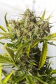 DINAFEM - Blue Critical Auto