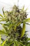 DINAFEM - Blue Critical Auto