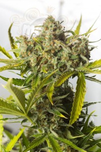 DINAFEM - Blue Critical Auto