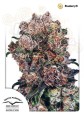 DUTCH PASSION - Blueberry®