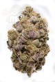 DINAFEM - Blue Widow