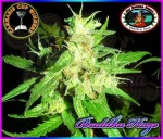 BIG BUDDHA SEEDS - Buddha Haze