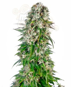 SENSI SEEDS - Big Bud Automatic