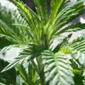 BARNEY'S FARM - Shiskaberry