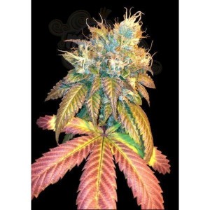 DNA GENETICS - Sour Secret