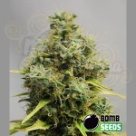 BOMB SEEDS - Big Bomb