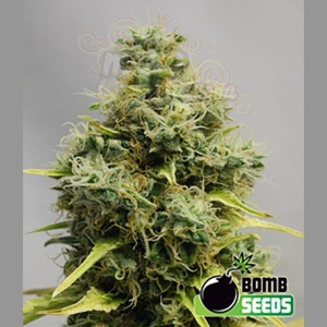BOMB SEEDS - Big Bomb