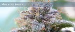ELITE SEEDS - Blue Elite Sativa
