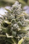 Humboldt - OG Kush Auto