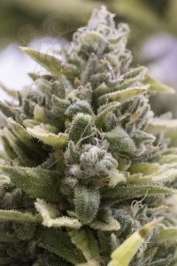 Humboldt - OG Kush Auto