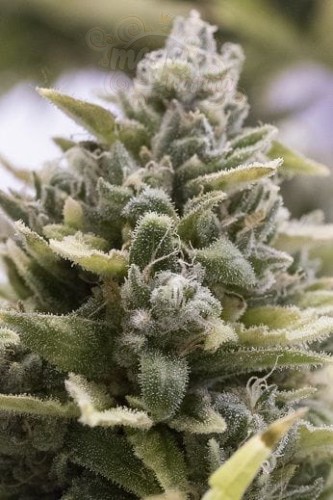 Humboldt - OG Kush Auto