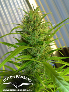 DUTCH PASSION - Passion #1® 
