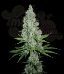 Amnesia Lemon Auto