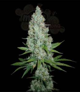 Amnesia Lemon Auto